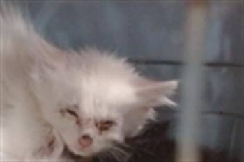 STEPHANIE -  Domestic Medium Hair Cat for Adoption in Louisville, Kentucky - STEPHANIE | PetCurious