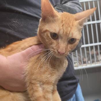Salad -  Domestic Short Hair Cat for Adoption in Yuma, Arizona - Salad | PetCurious
