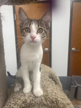 Ginger -  Domestic Short Hair Cat for Adoption in Corpus Christi, Texas - Ginger | PetCurious