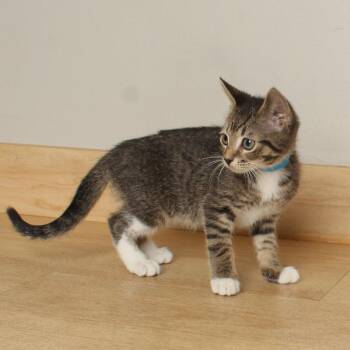 Nice C69631 -  Domestic Short Hair Cat for Adoption in Minnetonka, Minnesota - Nice C69631 | PetCurious