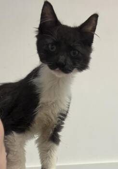 Domestic Medium Hair Cats Available for Adoption in Telford, Pennsylvania - Sheila (Free At Last Litter) Group 2 | PetCurious