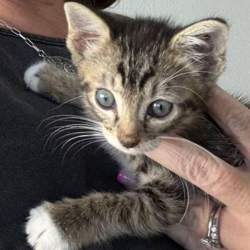 Yang -  Domestic Short Hair Cat for Adoption in Midland, Texas - Yang | PetCurious