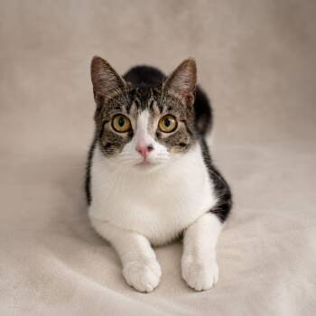 Ellie -  American Shorthair Cat for Adoption in Miami, Florida - Ellie | PetCurious