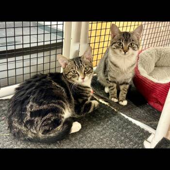 Cameo -  Domestic Short Hair Cat for Adoption in Raleigh, North Carolina - Cameo | PetCurious