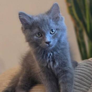 Rueben -  Domestic Medium Hair Cat for Adoption in Evansville, Indiana - Rueben | PetCurious