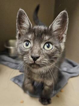 DYNOMITE -  Domestic Short Hair Cat for Adoption in Clyde, North Carolina - DYNOMITE | PetCurious