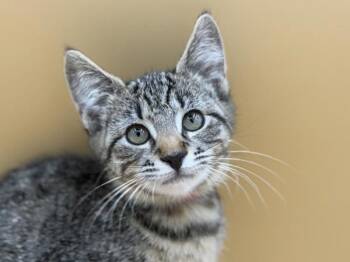 Gwendalyn -  Domestic Short Hair Cat for Adoption in Portland, Oregon - Gwendalyn | PetCurious