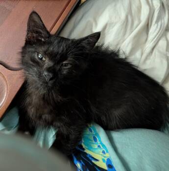 Rescue Domestic Long Hair Cats for Adoption in Avon, New York - Ozzy | PetCurious