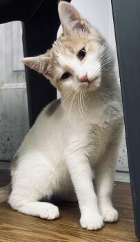 Rescue Domestic Short Hair Cats for Adoption in Plymouth, Connecticut - Austin | PetCurious