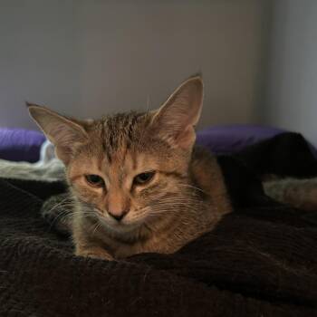 Carol -  Domestic Short Hair Cat for Adoption in Chicago, Illinois - Carol | PetCurious