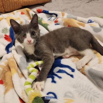 Rescue Domestic Short Hair Cats for Adoption in North Port, Florida - Wazowski | PetCurious