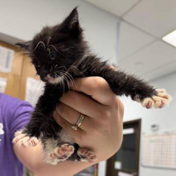 Himalaya -  Domestic Short Hair Cat for Adoption in Durango, Colorado - Himalaya | PetCurious