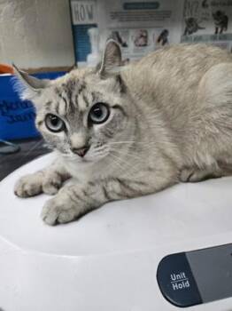 American Curl and Domestic Short Hair Cats Available for Adoption in Gainesville, Florida - Callie | PetCurious
