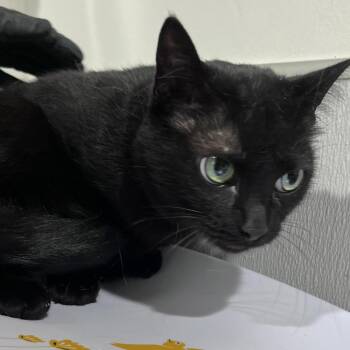 Jan -  Domestic Short Hair Cat for Adoption in Tampa, Florida - Jan | PetCurious