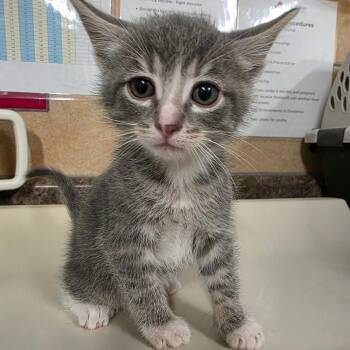 Domestic Short Hair Cats Available for Adoption - Peep | PetCurious