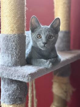 Kiki -  Domestic Short Hair Cat for Adoption in Oceanside, California - Kiki | PetCurious