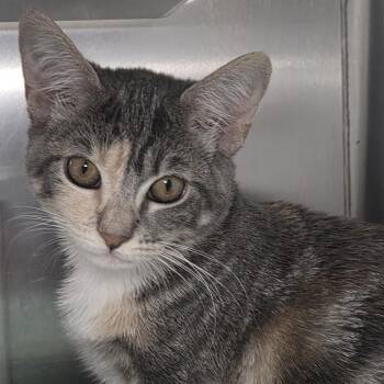 Araujo -  Domestic Short Hair Cat for Adoption in Los Angeles, California - Araujo | PetCurious