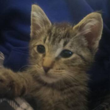 Ollie -  Domestic Medium Hair Cat for Adoption in Marion, Illinois - Ollie | PetCurious