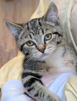 Alexandrite -  Domestic Short Hair Cat for Adoption in Bellevue, Washington - Alexandrite | PetCurious