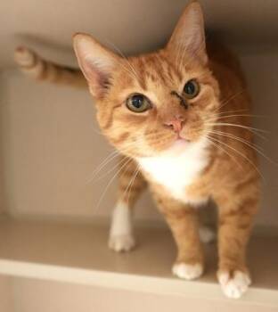 Nacho -  Domestic Short Hair Cat for Adoption in Bowling Green, Kentucky - Nacho | PetCurious