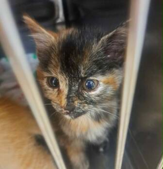 JANE EYRE -  Domestic Short Hair Cat for Adoption in Easton, Maryland - JANE EYRE | PetCurious