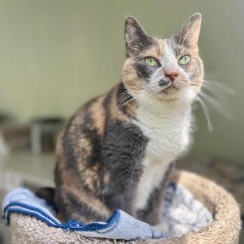 Molly -  Domestic Short Hair Cat for Adoption in Guelph, Ontario - Molly | PetCurious