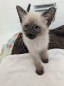 Poppy Seed Muffin -  Domestic Short Hair and Siamese Cat for Adoption in Chandler, Arizona - Poppy Seed Muffin | PetCurious