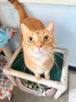 Fry -  Domestic Short Hair Cat for Adoption in Menomonie, Wisconsin - Fry | PetCurious