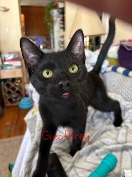 Geoffrey -  Domestic Short Hair Cat for Adoption in Melrose, Massachusetts - Geoffrey | PetCurious