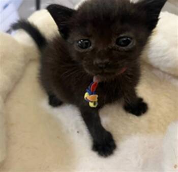 A2478882 -  Domestic Short Hair Cat for Adoption in Fort Lauderdale, Florida - A2478882 | PetCurious