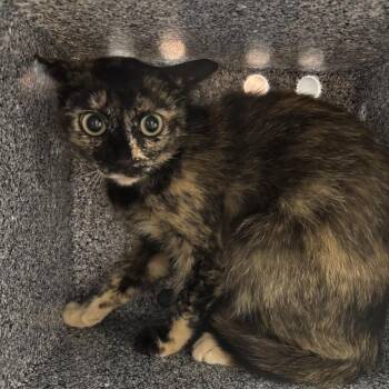 Ari -  Domestic Short Hair Cat for Adoption in Salt Lake City, Utah - Ari | PetCurious