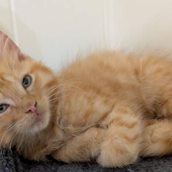 Cliff -  Domestic Medium Hair Cat for Adoption in Volcano, Hawaii - Cliff | PetCurious