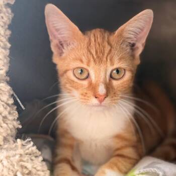 Sun Chip -  Domestic Short Hair Cat for Adoption in Gainesville, Florida - Sun Chip | PetCurious