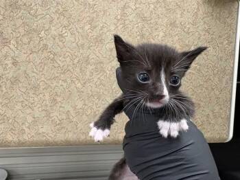 A1925239 -  Domestic Short Hair Cat for Adoption in Thousand Palms, California - A1925239 | PetCurious
