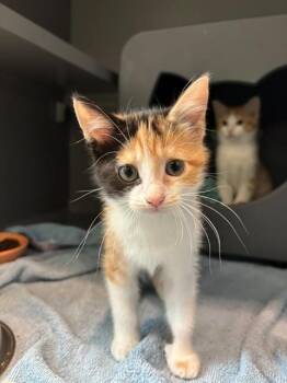 CURLING -  Domestic Short Hair Cat for Adoption in Leesburg, Virginia - CURLING | PetCurious
