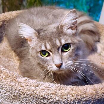 DELIGHTFUL DUCHESS - GORGEOUS, FLUFFY, MAINE COON GIRL -  Maine Coon Cat for Adoption in Oakwood, Georgia - DELIGHTFUL DUCHESS - GORGEOUS, FLUFFY, MAINE COON GIRL | PetCurious