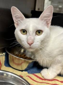 Arctic Fox -  Domestic Short Hair Cat for Adoption in Wichita, Kansas - Arctic Fox | PetCurious