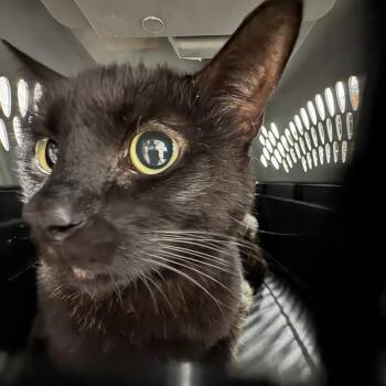 Frankie -- Bonded Buddy With Frank -  Domestic Short Hair Cat for Adoption in Des Moines, Iowa - Frankie -- Bonded Buddy With Frank | PetCurious