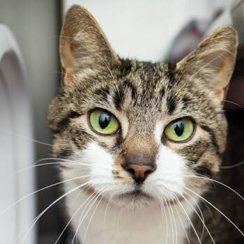 Kit -  Domestic Short Hair Cat for Adoption in Middletown, Rhode Island - Kit | PetCurious