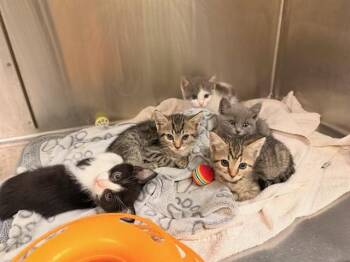 PINE -  Domestic Short Hair Cat for Adoption in Tustin, California - PINE | PetCurious