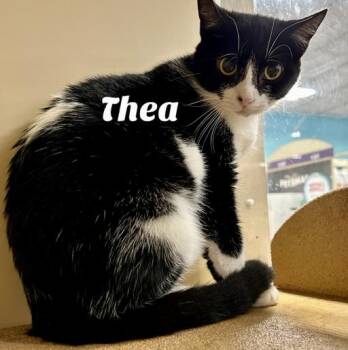Rescue Domestic Short Hair Cats for Adoption in Owasso, Oklahoma - Thea | PetCurious