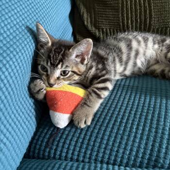 Domestic Short Hair Cats Available for Adoption in Warrington, Pennsylvania - Hatton | PetCurious