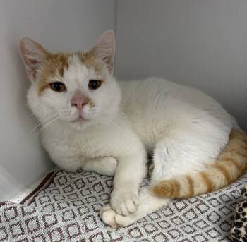 Parker -  Domestic Short Hair Cat for Adoption in Rochester, Indiana - Parker | PetCurious