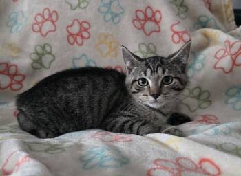 FINN -  Domestic Short Hair Cat for Adoption in Spotswood, New Jersey - FINN | PetCurious