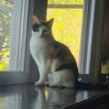 Kiki -  Domestic Short Hair Cat Available for Adoption in Menasha, Wisconsin - Kiki | PetCurious