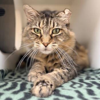 Dixie -  Domestic Long Hair Cat for Adoption in Champaign, Illinois - Dixie | PetCurious