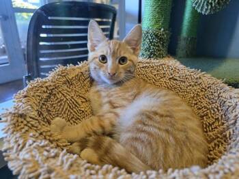 NED -  Domestic Short Hair Cat for Adoption in Santa Clara, California - NED | PetCurious