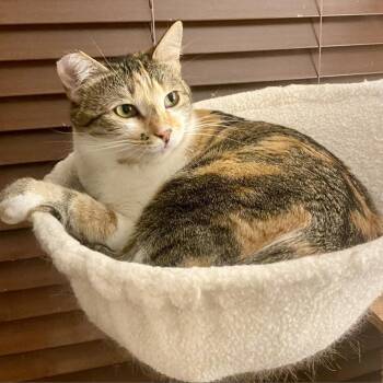 Domestic Short Hair Cats Available for Adoption in Los Angeles, California - Chloe | PetCurious