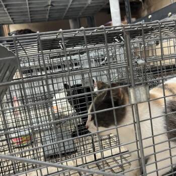 Domestic Short Hair Cats Available for Adoption - Maine | PetCurious