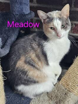 Rescue Domestic Short Hair Cats for Adoption in Greensburg, Pennsylvania - Meadow | PetCurious